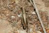 Omocestus haemorrhoidalis haemorrhoidalis